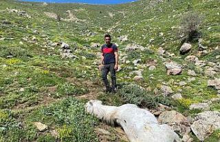 Bacağı kopan yılkı atı feci şekilde can verdi
