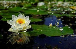 Baharla birlikte Karacabey Longozu büyülüyor