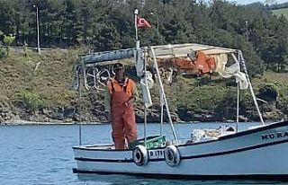 Balıkçı, tekneye yanaşan yunusu besledi