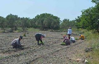 Balıkesir’de 50 bin stevya bitkisi toprakla buluştu