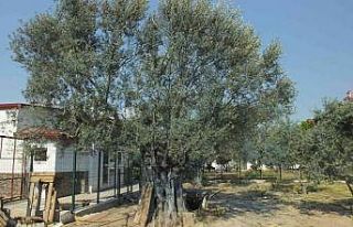 Balıkesirli gurbetçi 1300 yıllık zeytin ağacı...