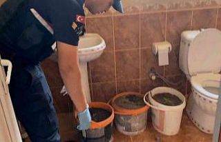 Banyoda boya kovalarında kenevir üretimine jandarma...