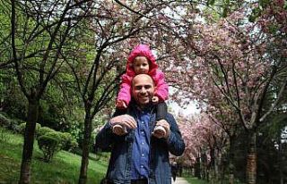 Başkent’in ortasındaki sakuralar görsel şölen...