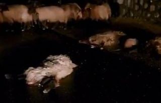 Batman’da otomobil koyun sürüsüne daldı: 50...