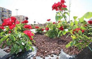 Battalgazi’deki gül bahçesinin yüzde 75’i tamamlandı