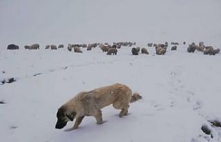 Bayburt’un yüksek kesimlerinde kar yağışı görüldü