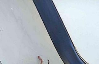 Baza içerisinde mahsur kalan yavru kedileri itfaiye...