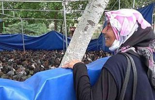 Belediyeden yüzde 100 hibeli horoz ve tavuk desteği