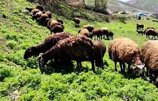 Besicilerde ’bahar’ mutluluğu