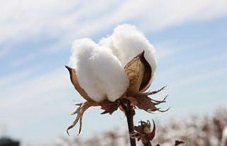 Beyaz altında destek ödemeleri başladı