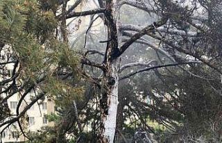 Bilecik’te kız yurdu arkasında çıkan yangın...