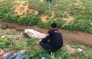 Bingöl’de çamura saplanan inek kurtarıldı