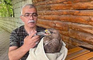 Bitkin halde bulunan şahin tedavi altına alındı