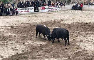 Boğa güreşleri nefes kesti