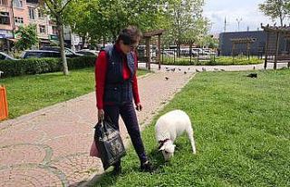 ’Boncuk’ ismini verdiği kuzu, çocuğu gibi peşinden...