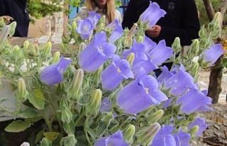 Bu çiçeği koparmak cesaret ister