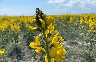 Bu güzelliğin koparmanın cezası 109 bin TL