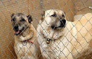 Bu özellik başka hiçbir köpek ırkında yok, sadece...