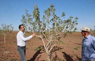 Bu ürünün ülke ekonomisine getirisi 5 milyar TL
