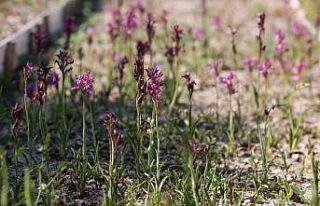 Buca’da salep bereketi