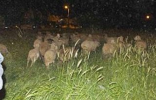 Burhaniye’ de koyunlarda gece güdümü başladı