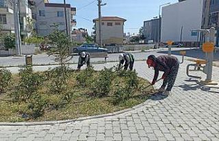 Burhaniye’de yabani otlar temizleniyor