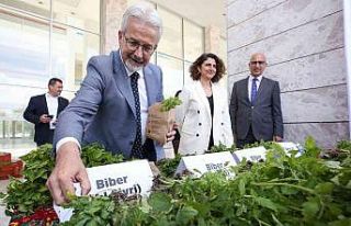 Bursa’da 400 bin fide toprakla buluşacak