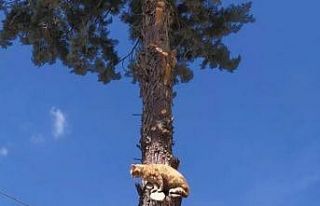 Bursa’da ağaçta mahsur kalan kediyi itfaiye kurtardı