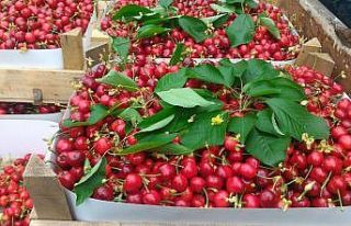 Bursa’da kiraz hasadı başladı