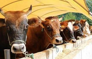 Büyükbaş ve küçükbaş kurbanlık fiyatları...