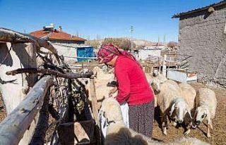Büyükşehir, 3 bin 200 küçükbaş hayvan dağıtımına...