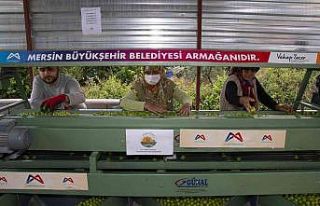 Büyükşehir Belediyesinden Mut’a bir erik boylama...