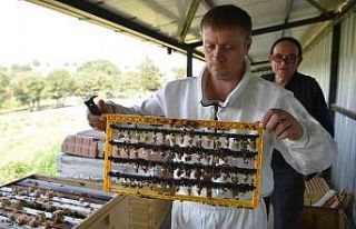 Büyükşehir’inin ana arıları yeni evlerine uçtu