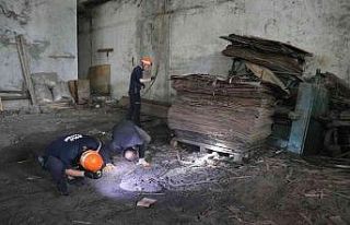 Çalışanların fare zannettikleri yavrular tilki...