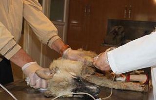 Caniler köpekleri tarım ilacıyla zehirlemiş