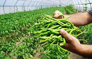 Çarşamba kıl biberinde hasat başladı