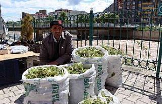 Çaşır’ın kilosu 40 liradan satılıyor