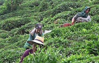 Çay müstahsilleri yaş çay sezonu için gün saymaya...