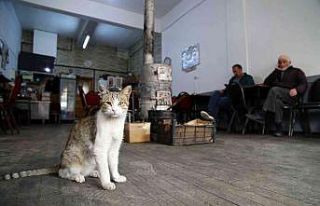 Çay ocağını yuva belleyen kediler müşterilerin...