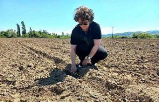 Çaycuma ’da yerli tohumlar toprakla buluştu