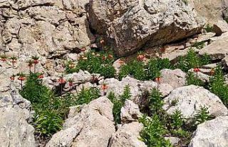 Çemişgezek dağlarındaki ters laleler görsel şölen...