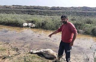 Ceviz büyüklüğündeki dolu, koyunları telef etti