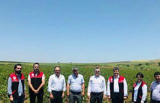 Ceviz fidanları bir çok ülkeye ihrac ediliyor