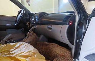 Çoban köpeklerinin saldırısına uğrayan yaban...