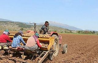 Coğrafi işaretli Bolu patatesi toprakla buluştu