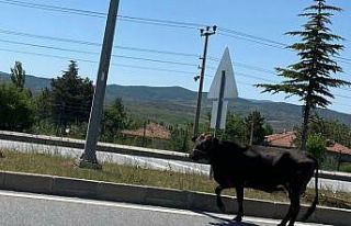 D-785 karayolunda ilerleyen başıboş inek trafiği...
