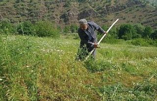 Derecik’te tırpanla ot biçme sezonu başladı