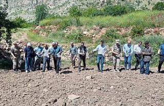 Devlet destek verdi Siirt’te susam ve çeltik ekimi...