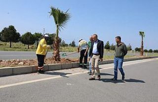Didim Belediyesi, 250 adet palmiye ağacının dikimini...