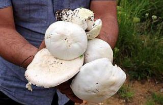 Doğadan toplanan mantarlara dikkat